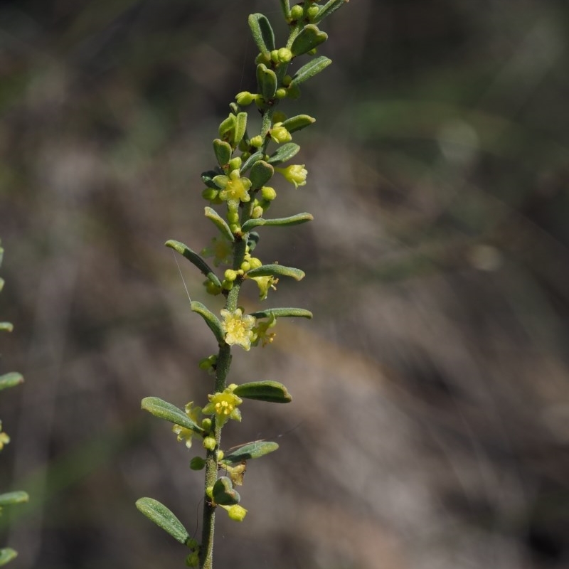 Phyllanthus occidentalis