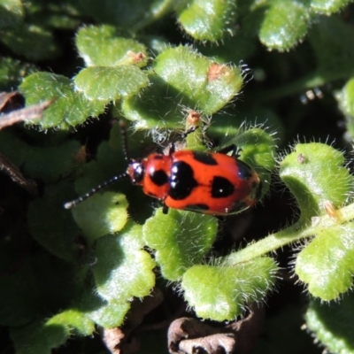 Phyllocharis cyanicornis