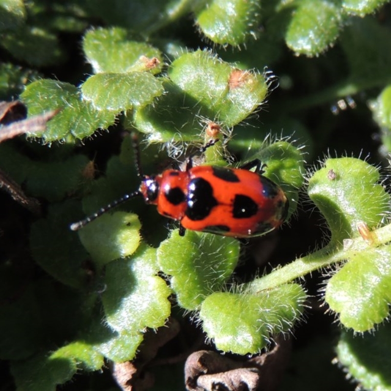 Phyllocharis cyanicornis