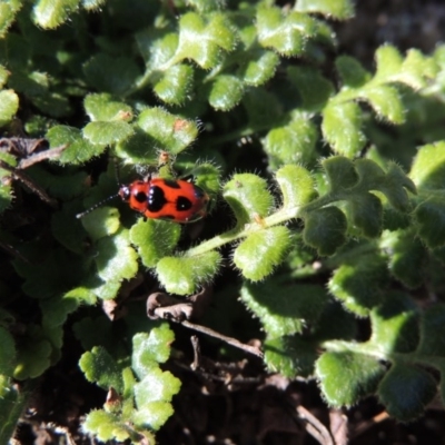 Phyllocharis cyanicornis