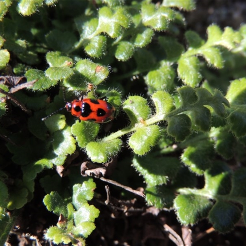 Phyllocharis cyanicornis