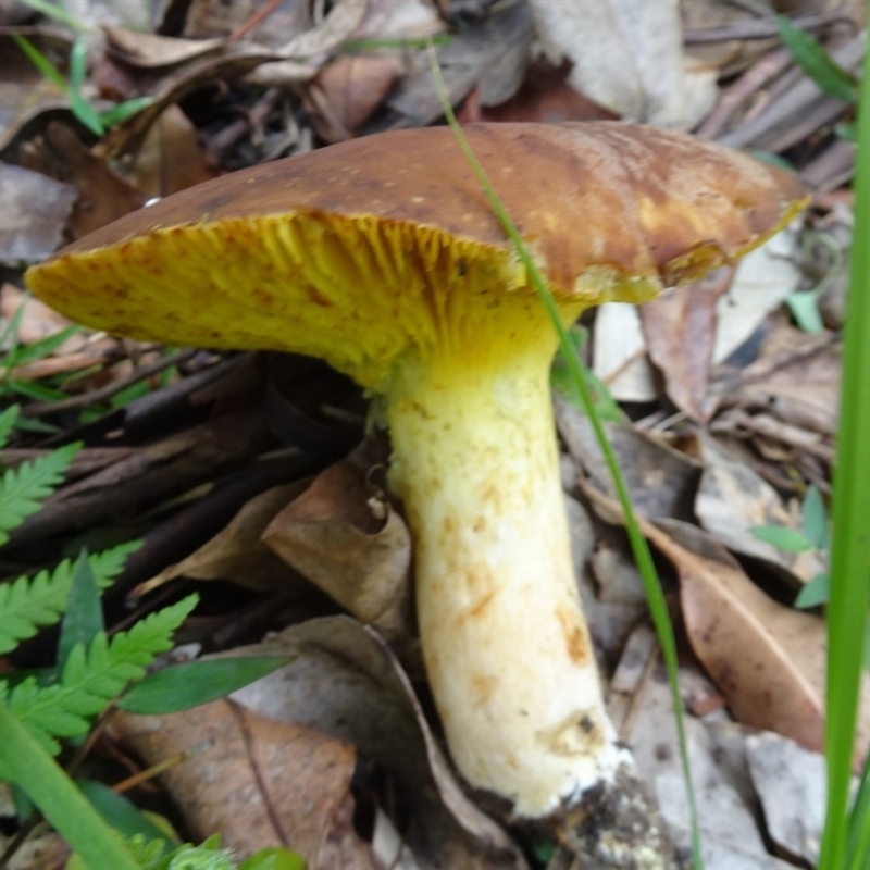 Phylloporus sp.