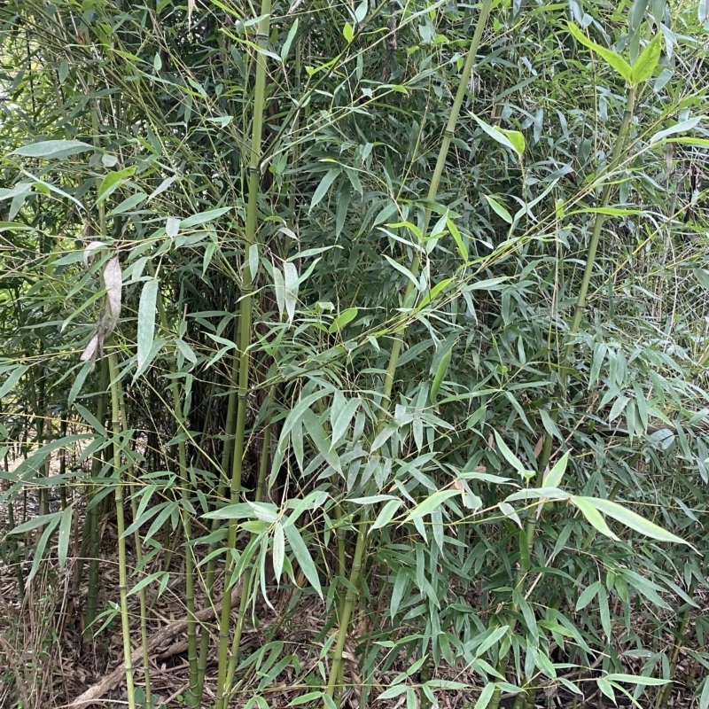 Phyllostachys aurea