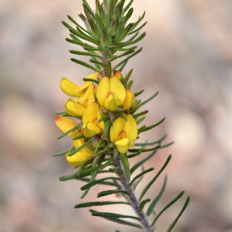 Phyllota phylicoides