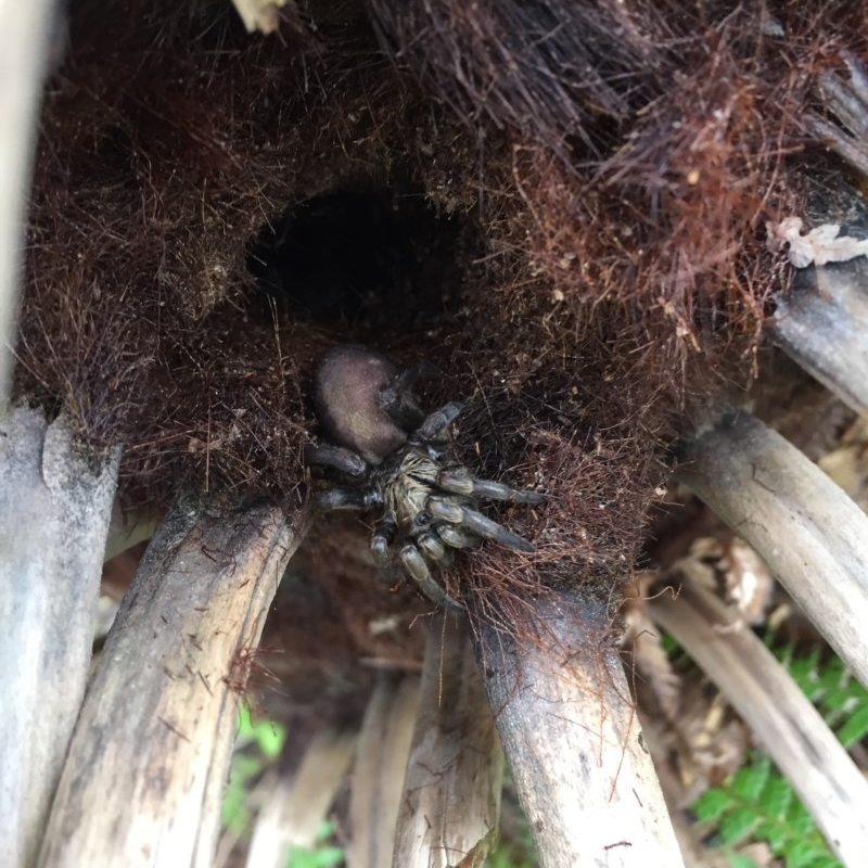 Arbanitis sp. (genus)