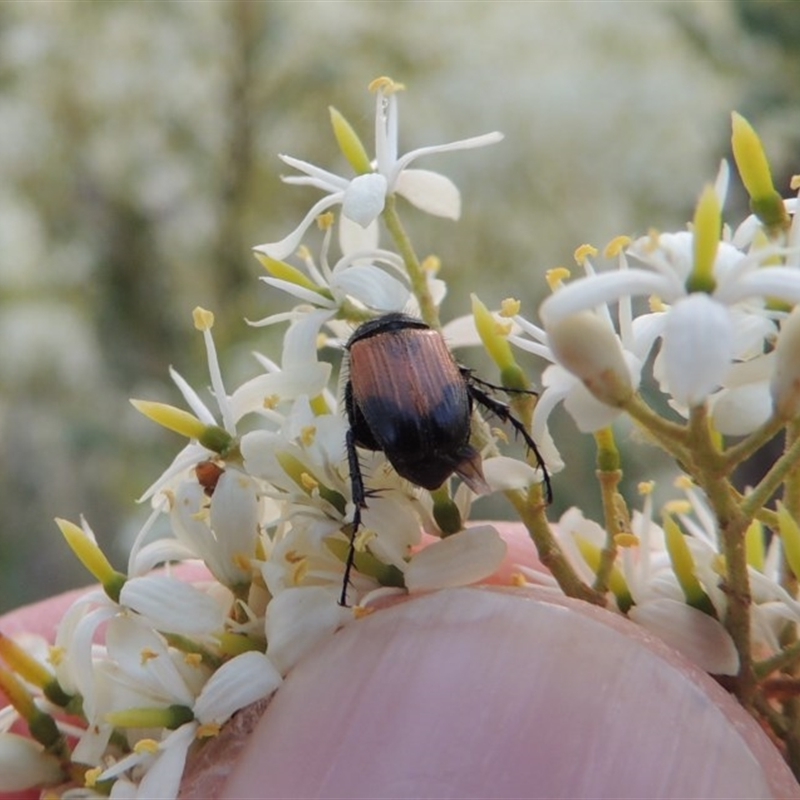 Phyllotocus navicularis