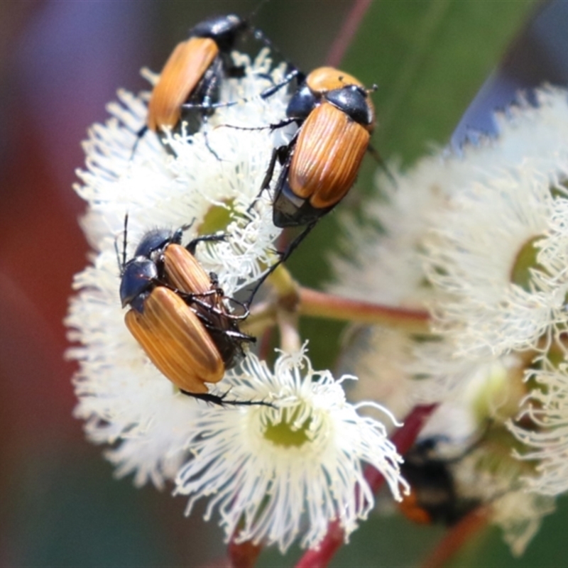 Phyllotocus ruficollis