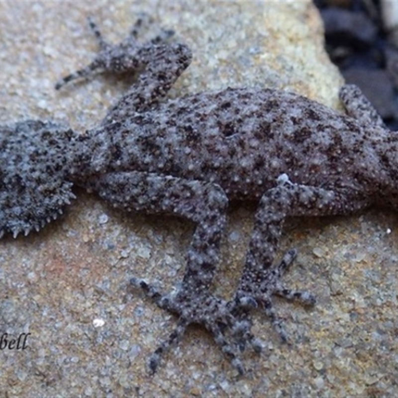 Phyllurus platurus