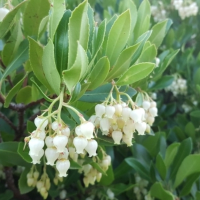 Arbutus unedo