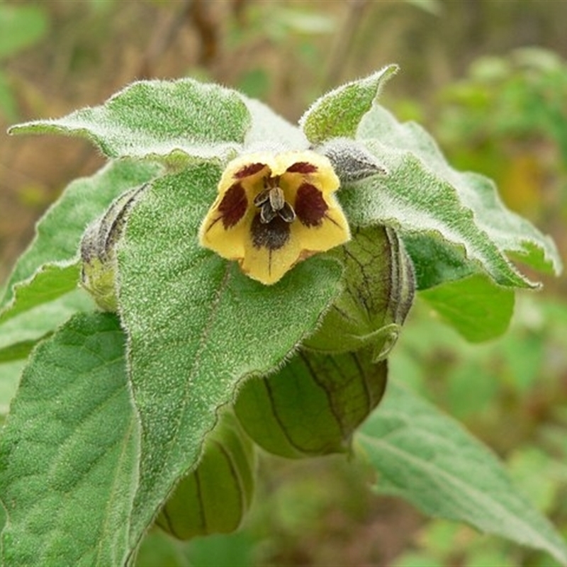 Physalis peruviana