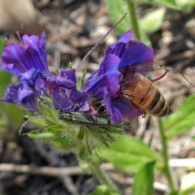 Phytoecia coerulescens