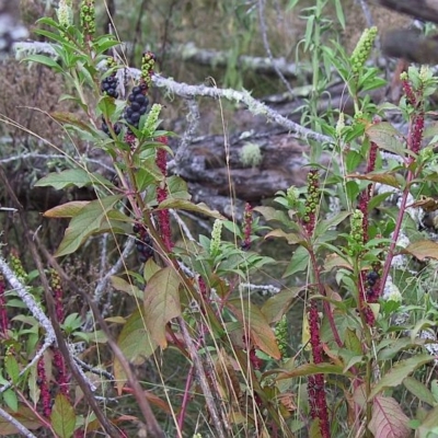 Phytolacca octandra