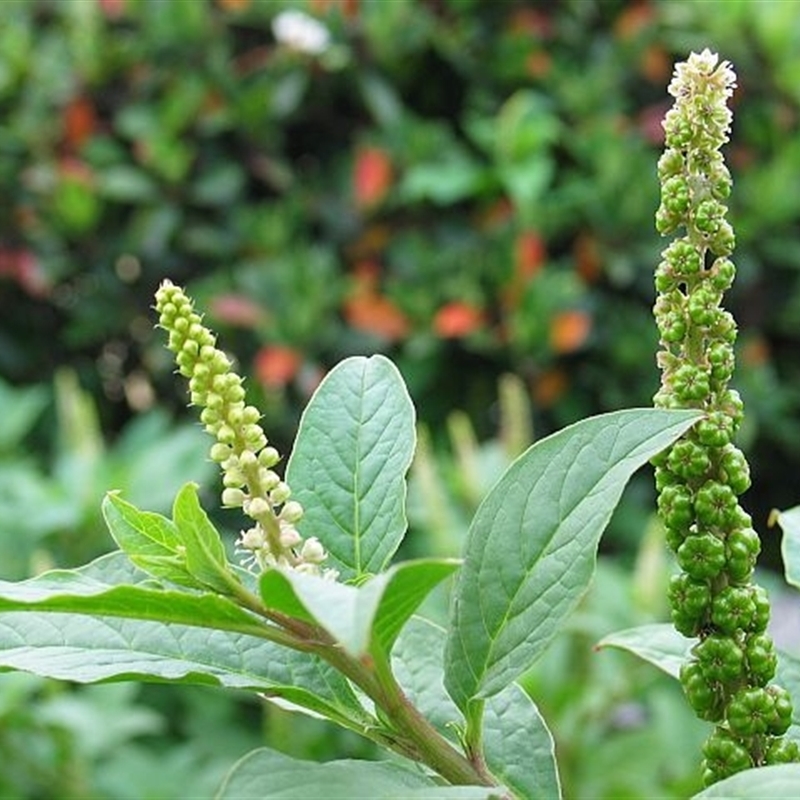 Phytolacca octandra