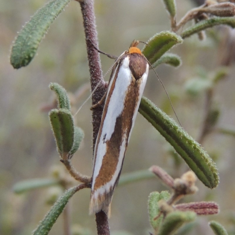 Phytotrypa propriella