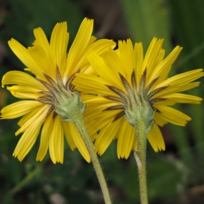 Picris angustifolia subsp. merxmuelleri