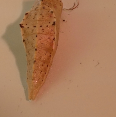 Pupa case