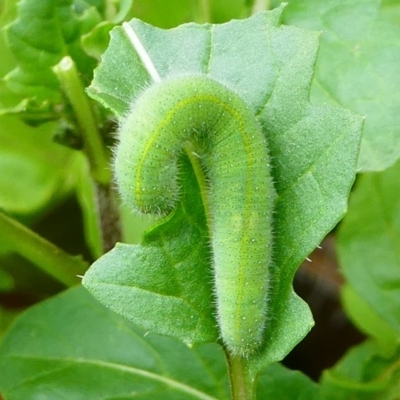 Pieris rapae