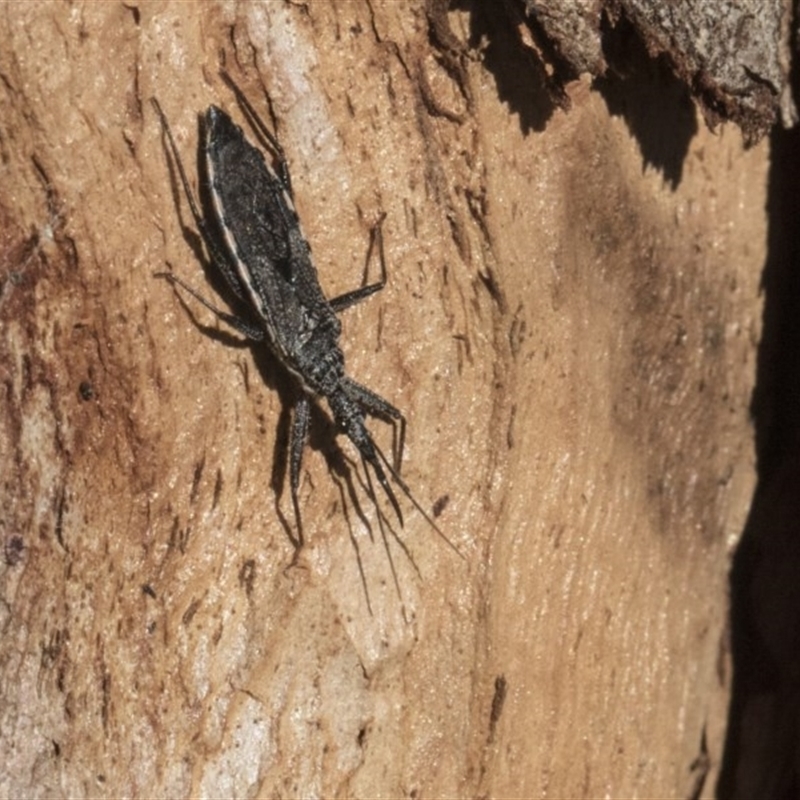 Piestolestes obscurus