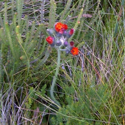 Pilosella aurantiaca