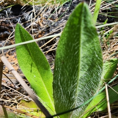 Pilosella aurantiaca