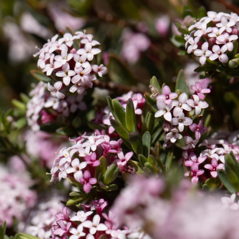 Pimelea alpina