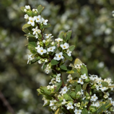 Pimelea axiflora subsp. alpina