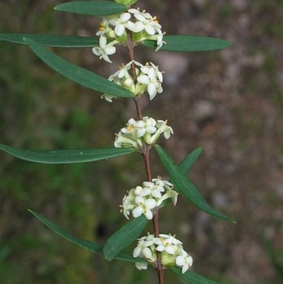 Pimelea axiflora subsp. axiflora