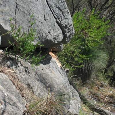 Pimelea axiflora subsp. pubescens