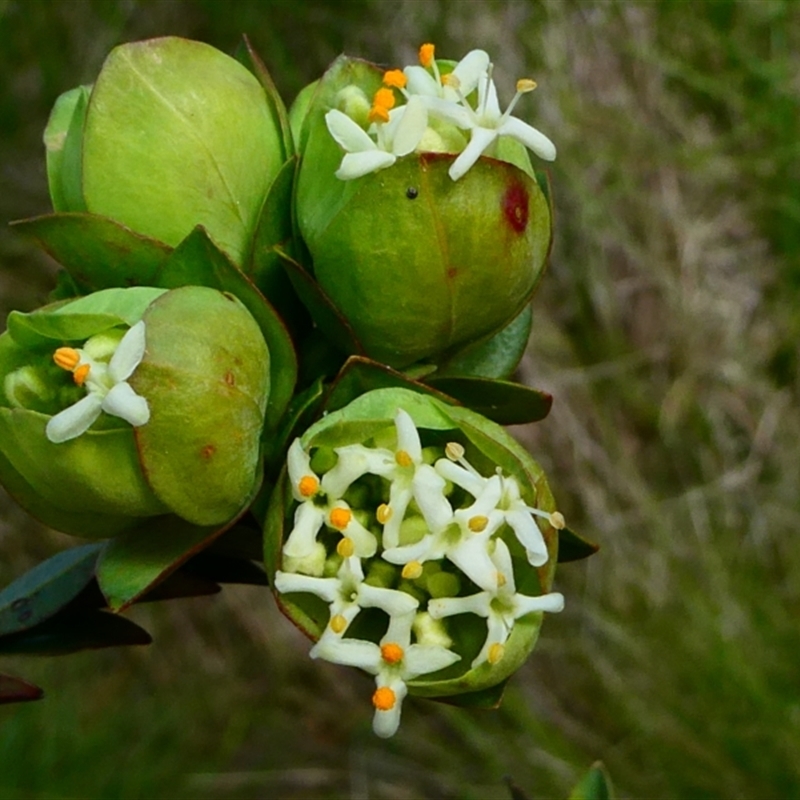 Pimelea bracteata