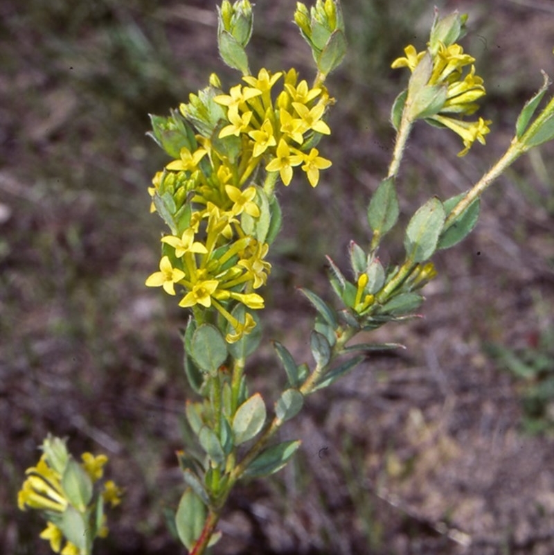 Pimelea curviflora var. acuta