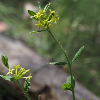 Pimelea curviflora var. acuta