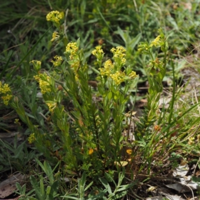 Pimelea curviflora var. acuta