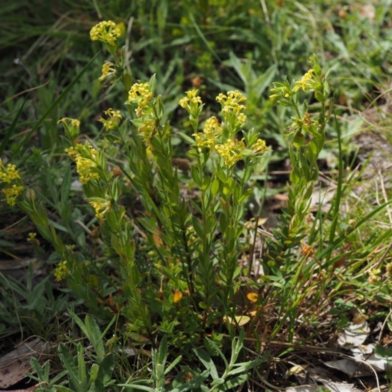 Pimelea curviflora var. acuta