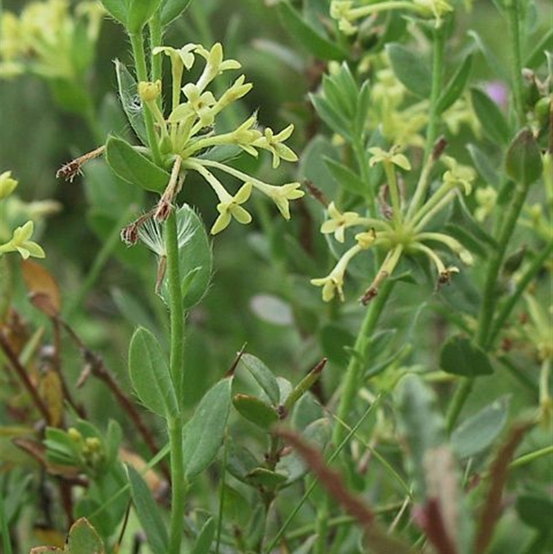 Pimelea curviflora var. gracilis