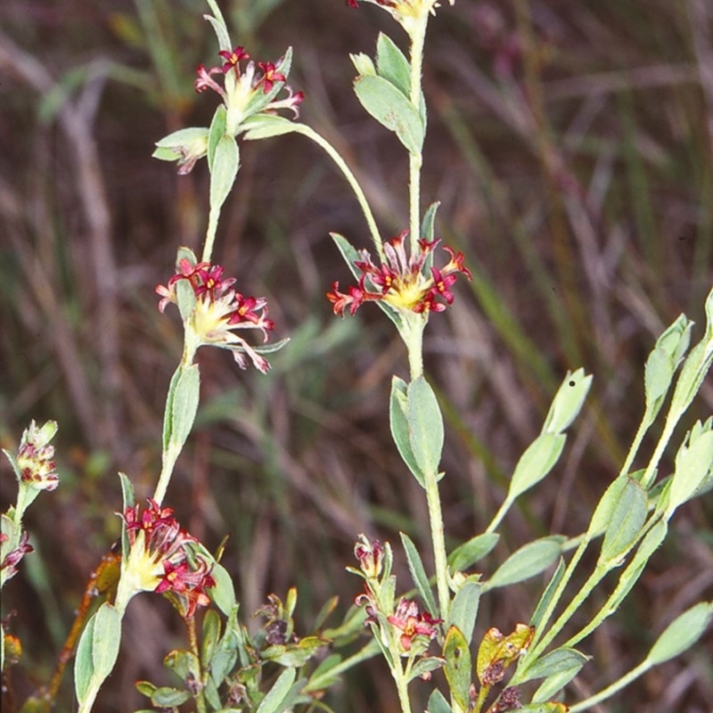 Pimelea curviflora var. sericea