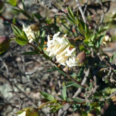 Pimelea glauca