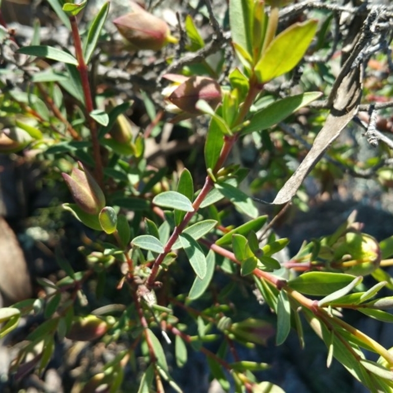 Pimelea glauca