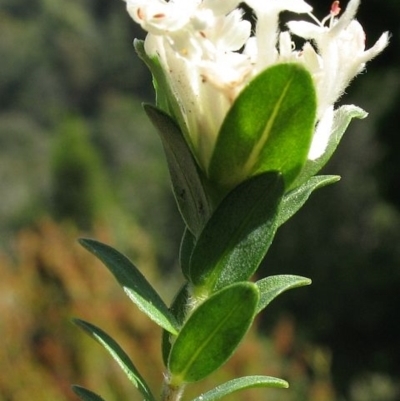 Pimelea humilis