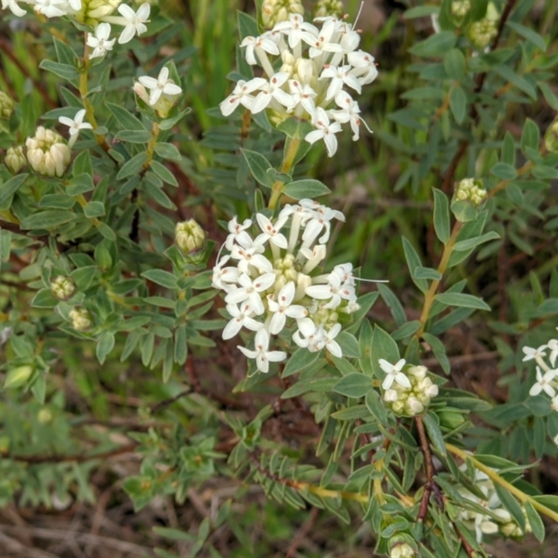 Pimelea humilis