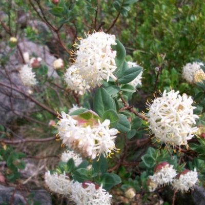 Pimelea ligustrina