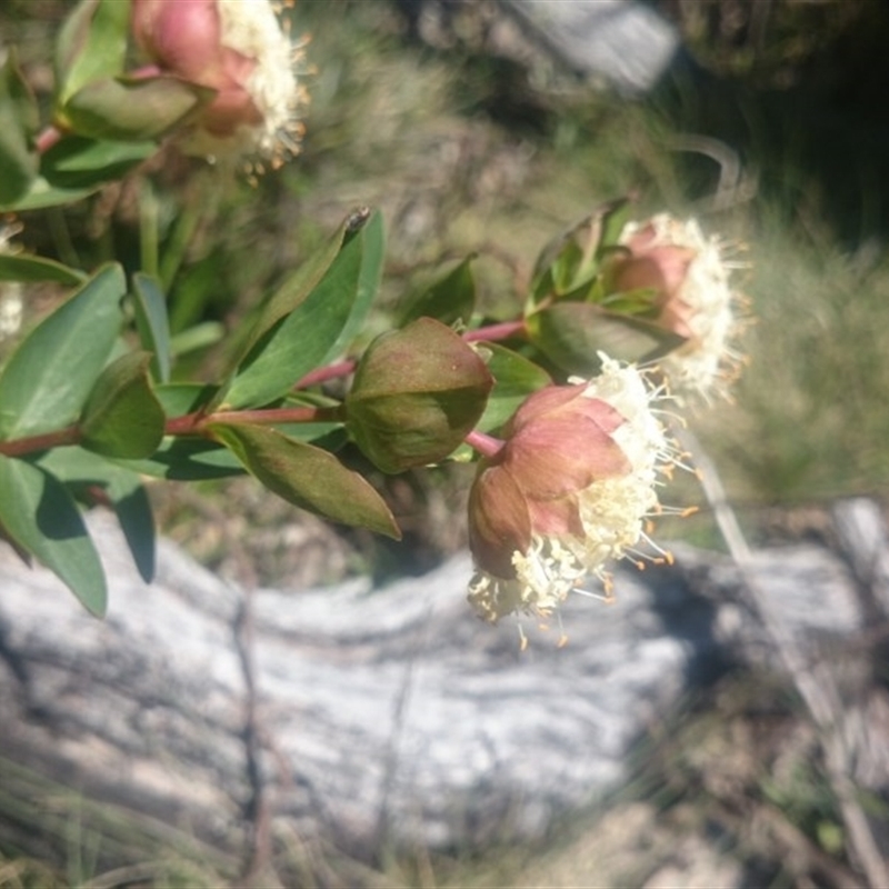 Pimelea ligustrina subsp. ciliata