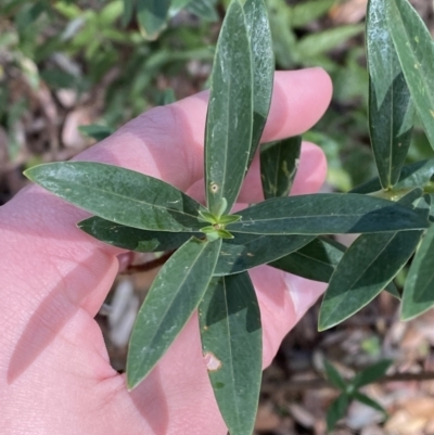 Pimelea ligustrina subsp. hypericina