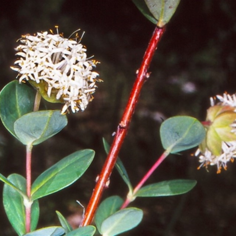 Pimelea ligustrina subsp. ligustrina