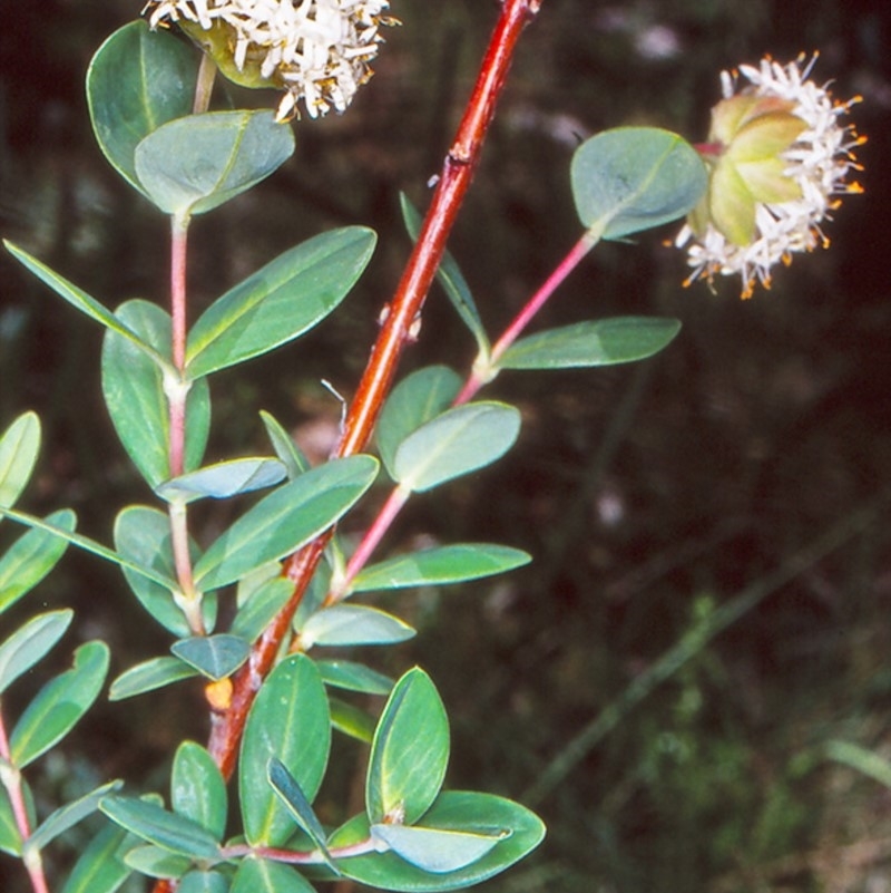 Pimelea ligustrina subsp. ligustrina