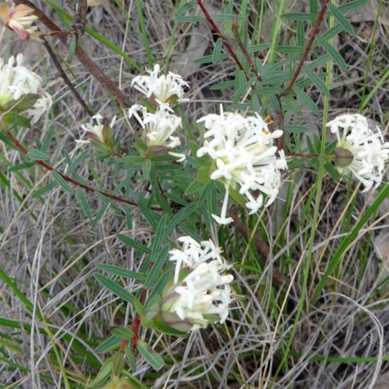 Pimelea linifolia