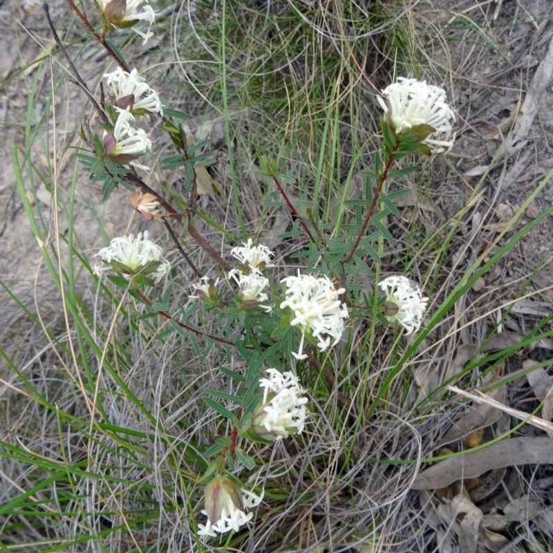 Pimelea linifolia