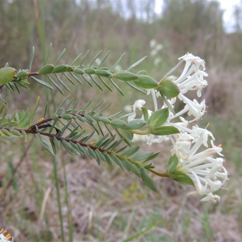 Pimelea linifolia subsp. caesia