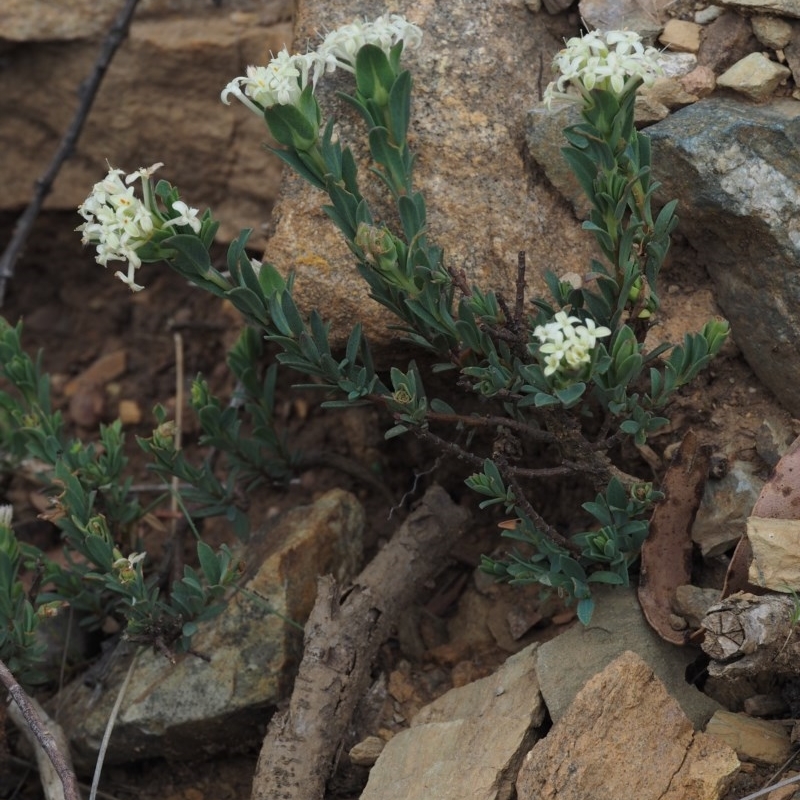 Pimelea linifolia subsp. caesia