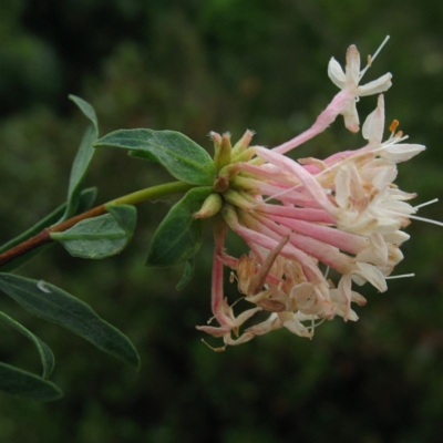 Pimelea linifolia subsp. collina
