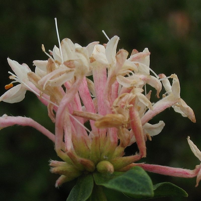 Pimelea linifolia subsp. collina